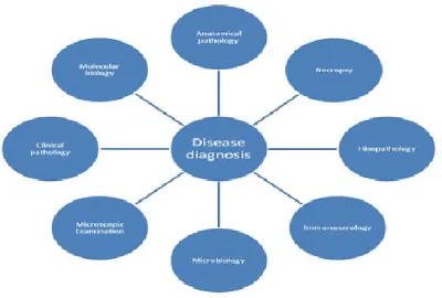 Read more about the article Disease diagnosis various diseases, their symptoms, and how they are diagnosed in the lab