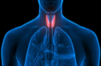 Understanding Thyroid Functions, Disorders, and Management